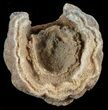 Flower-Like Sandstone Concretion - Pseudo Stromatolite #62202-1